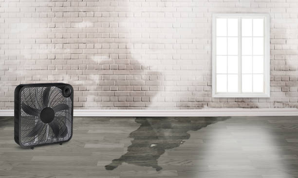 Best Ceiling water damage repair  in Fort Valley, AZ
